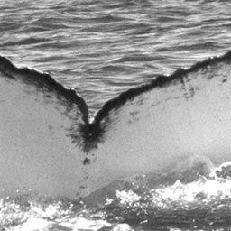 Fluke of Little Bite