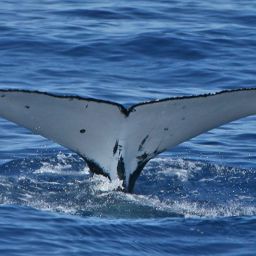 Fluke of ECWWC-EC08048