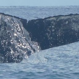 Fluke of HW-MN1307901