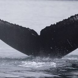 Fluke of HW-MN0300781