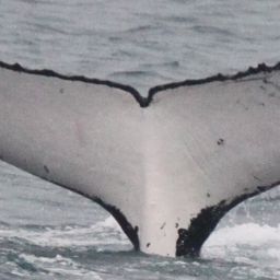 Fluke of HW-MN1109857