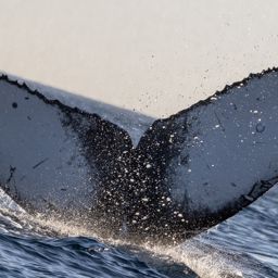 Fluke of 2025 calf of Split Fluke
