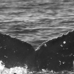 Fluke of CRC-11824