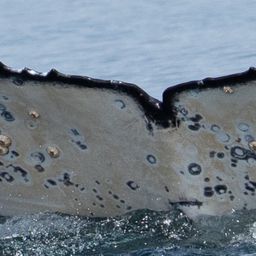 Fluke of 2025 calf of Andromeda