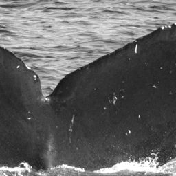 Fluke of CRC-15877