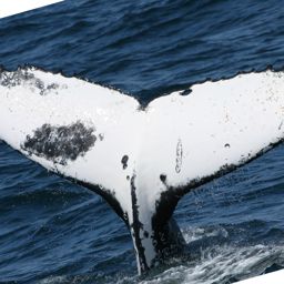 Fluke of ECWWC-EC08061