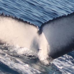 Fluke of 2025 calf of WHITE WINGS