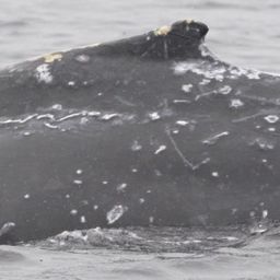 Fluke of 2025 calf of Fiesta