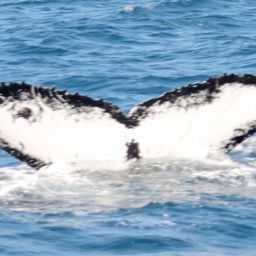 Fluke of ARTURO