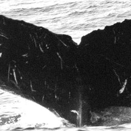 Fluke of CRC-11757