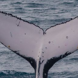 Fluke of HW-MN1109891