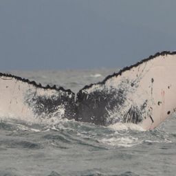 Fluke of CRC-15917