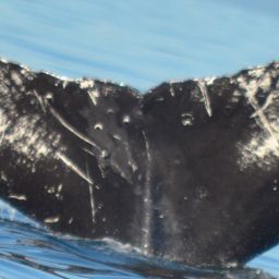 Fluke of Scratchy
