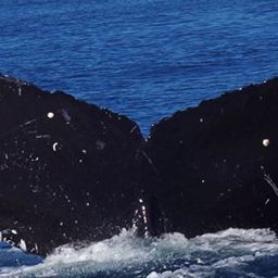 Fluke of CRC-17399