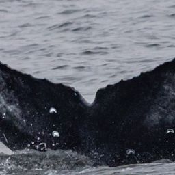 Fluke of CRC-22918