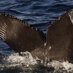 Fluke of 2024-2025 calf of Chin Up