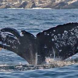 Fluke of CRC-17101