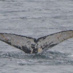 Fluke of HW-MN1300861