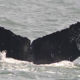 Fluke of Akula