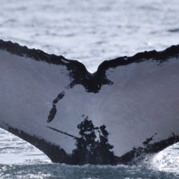 Fluke of CRC-13540