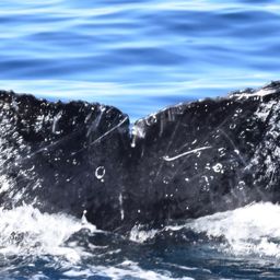 Fluke of Alma