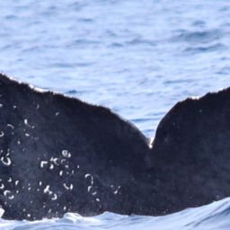 Fluke of CRC-10150