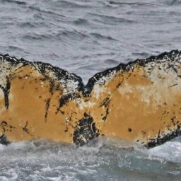 Fluke of HW-MN1300865