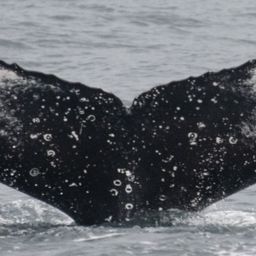 Fluke of HW-MN0805333