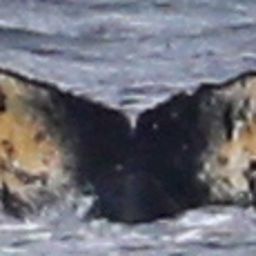 Fluke of HW-MN1300874