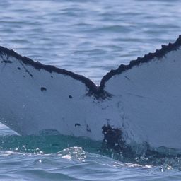 Fluke of HW-MN0503870