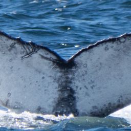 Fluke of CRC-23131