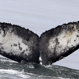 Fluke of HW-MN0503872