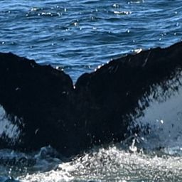 Fluke of HW-MN0503873
