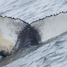 Fluke of 2024-2025 calf of Grumpy
