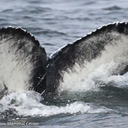 Fluke of 2024-2025 calf of CRC-12394