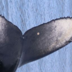 Fluke of HW-MN0503883