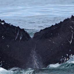 Fluke of HW-MN0503884