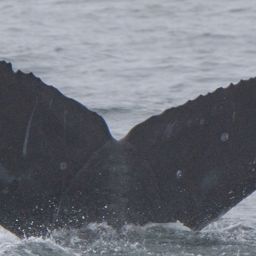 Fluke of CRC-23130