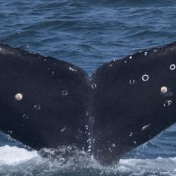 Fluke of CRC-23129