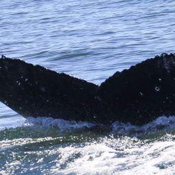 Fluke of HW-MN0503896