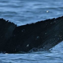 Fluke of HW-MN0503897
