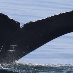 Fluke of HW-MN0503899