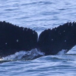 Fluke of HW-MN0503900