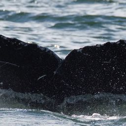 Fluke of CRC-23576