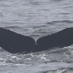 Fluke of CRC-23127