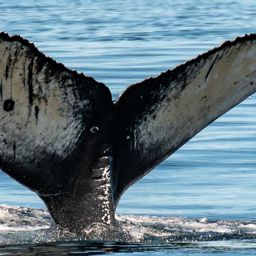Fluke of HW-MN0510890