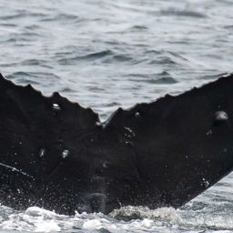 Fluke of HW-MN0510891