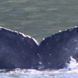 Fluke of HW-MN0510894