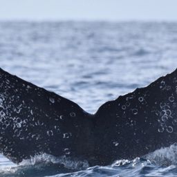 Fluke of FIBB-5BB391