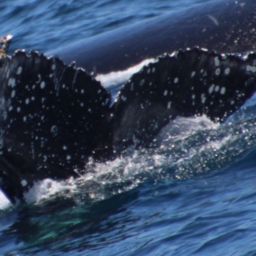 Fluke of HW-MN0503927